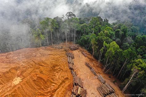 Parliament adopts new law to fight global deforestation